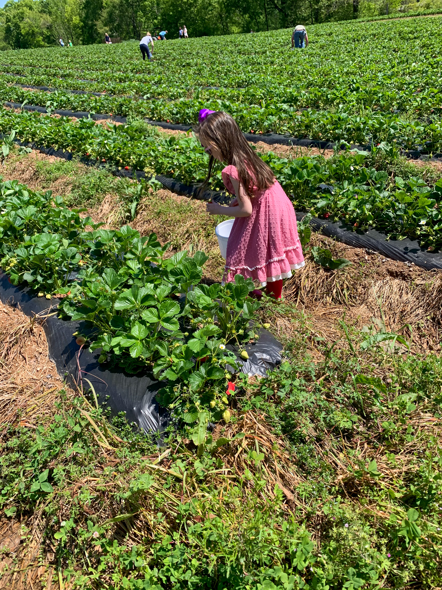 Arkansas kid blogger, Norah from Arkansas Girls, picks Arkansas strawberries at Salt Box Farm