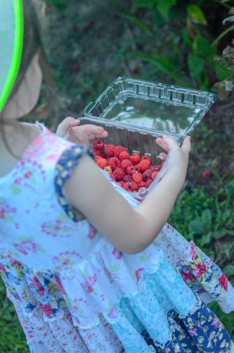 little girl with raspberries at Wye Mountain Berry Farm