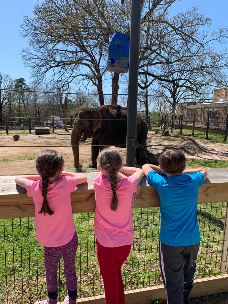 kids watching elephant at Zoo in Little Rock